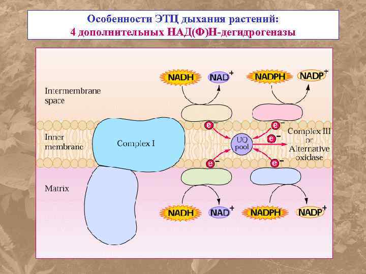 Особенности ЭТЦ дыхания растений: 4 дополнительных НАД(Ф)Н-дегидрогеназы 