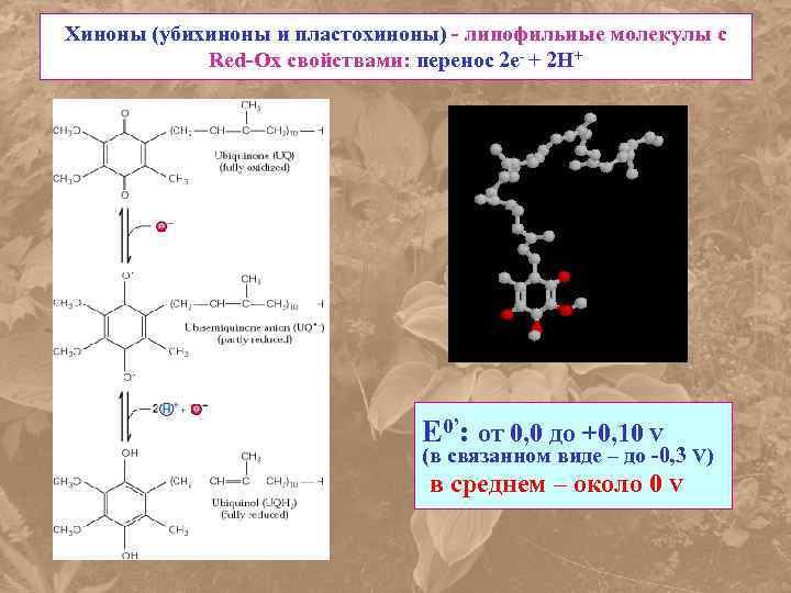 Хиноны (убихиноны и пластохиноны) - липофильные молекулы с Red-Ox свойствами: перенос 2 е- +