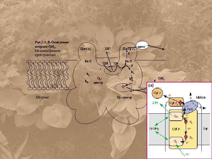 Рис. 3. 5. В. Окисление второго QH 2. Межмембранное пространство Цит с1 2 H+