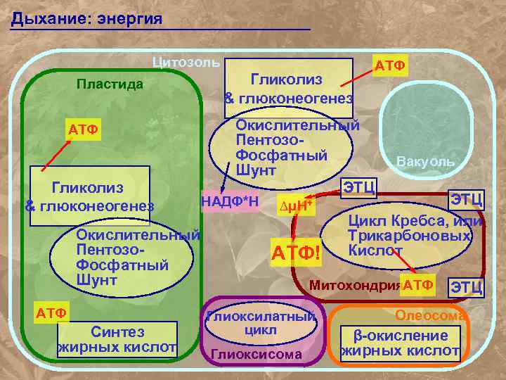 Дыхание: энергия Цитозоль Пластида АТФ Гликолиз & глюконеогенез Окислительный Пентозо. Фосфатный Шунт АТФ Синтез