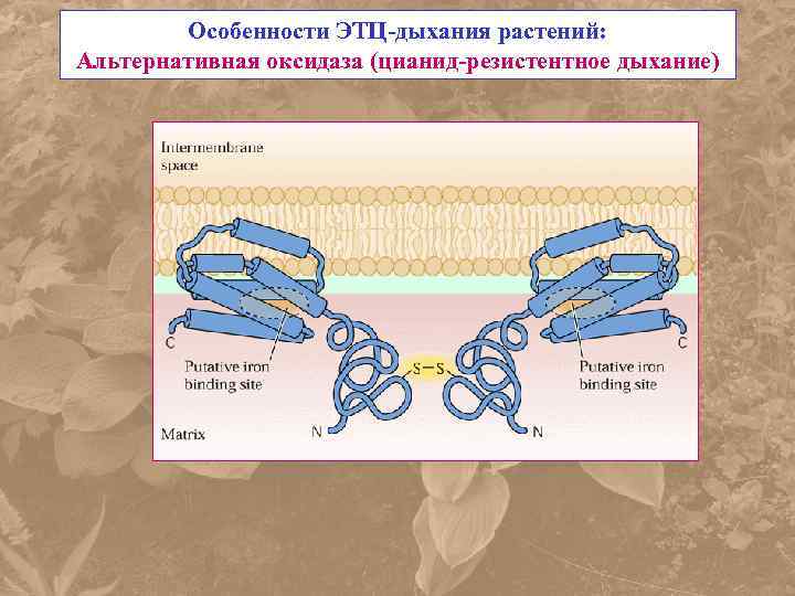 Особенности ЭТЦ-дыхания растений: Альтернативная оксидаза (цианид-резистентное дыхание) 