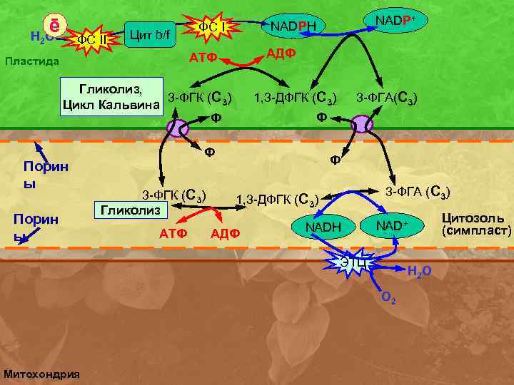 ē Н 2 О ФC II Цит b/f ФC I АДФ АТФ Пластида Гликолиз,