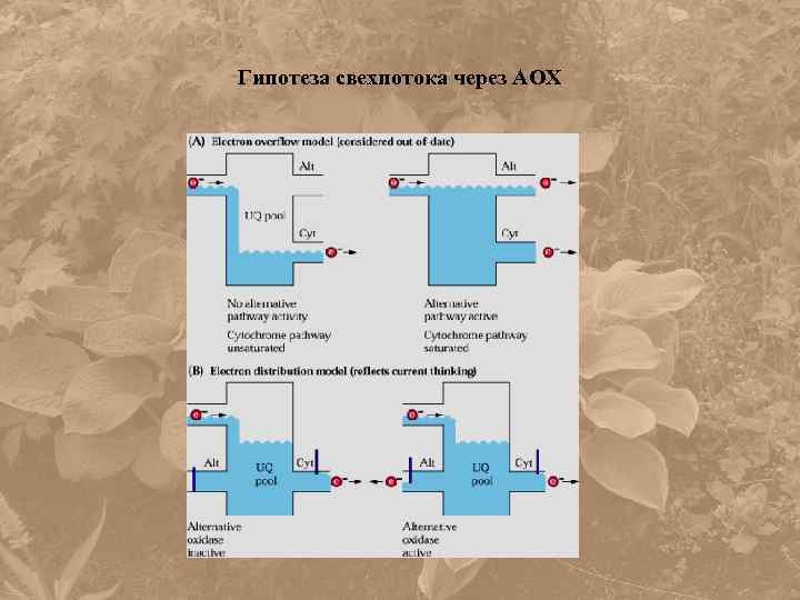 Гипотеза свехпотока через АОХ 