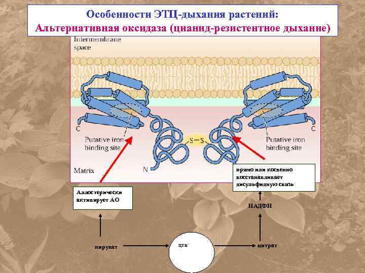 Особенности ЭТЦ-дыхания растений: Альтернативная оксидаза (цианид-резистентное дыхание) прямо или косвенно восстанавливает дисульфидную связь Аллостерически