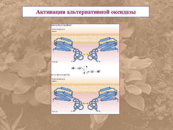 Активация альтернативной оксидазы 