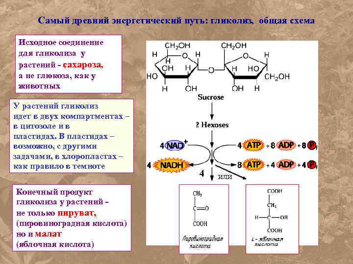 Из каких растений выделяют сахарозу составьте схему