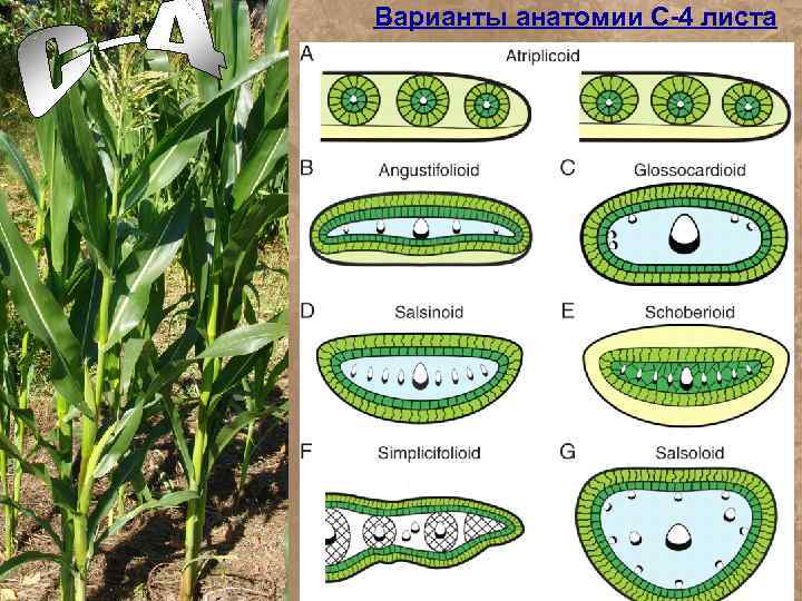 Варианты анатомии С-4 листа 