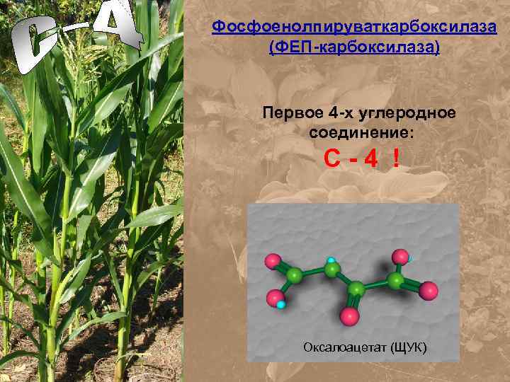 Фосфоенолпируваткарбоксилаза (ФЕП-карбоксилаза) Первое 4 -х углеродное соединение: С-4 ! Гидрокарбонат-ион ФЕП Оксалоацетат (ЩУК) 