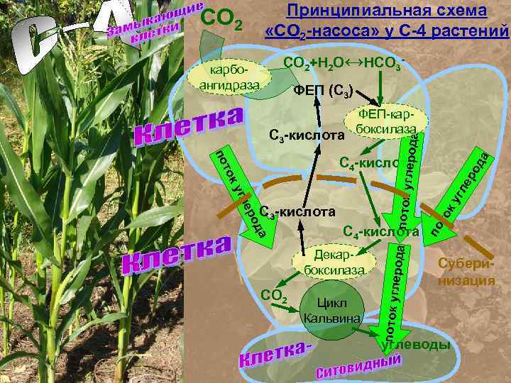 Принципиальная схема «СО 2 -насоса» у С-4 растений СО 2+Н 2 О↔НСО 3 -