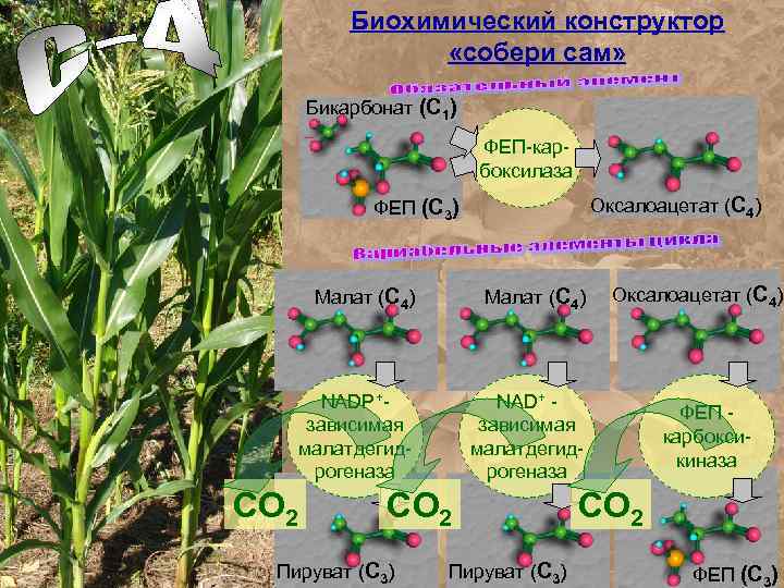 Биохимический конструктор «собери сам» Бикарбонат (С 1) ФЕП-карбоксилаза Оксалоацетат (С 4) ФЕП (С 3)
