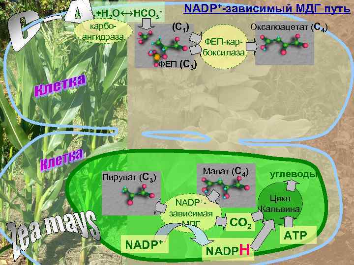 СО 2+Н 2 О↔НСО 3 - NADP+-зависимый МДГ путь (С 1) карбоангидраза Оксалоацетат (С