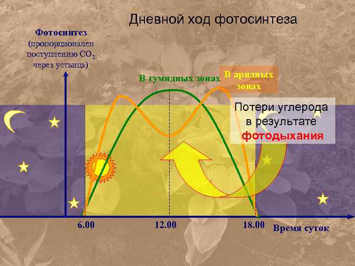 Дневной ход фотосинтеза Фотосинтез (пропорционален поступлению СО 2 через устьица) В гумидных зонах В