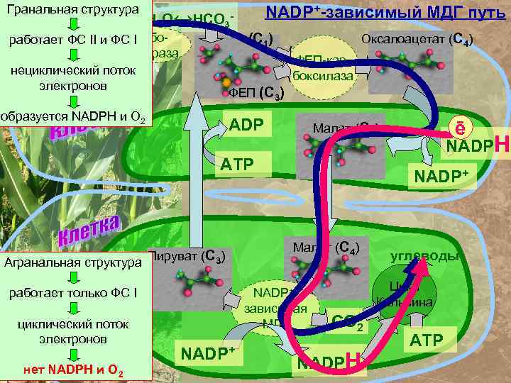 Гранальная структура СО C 2+Н 2 О↔НСО 3 работает ФС II и ФС карбо.