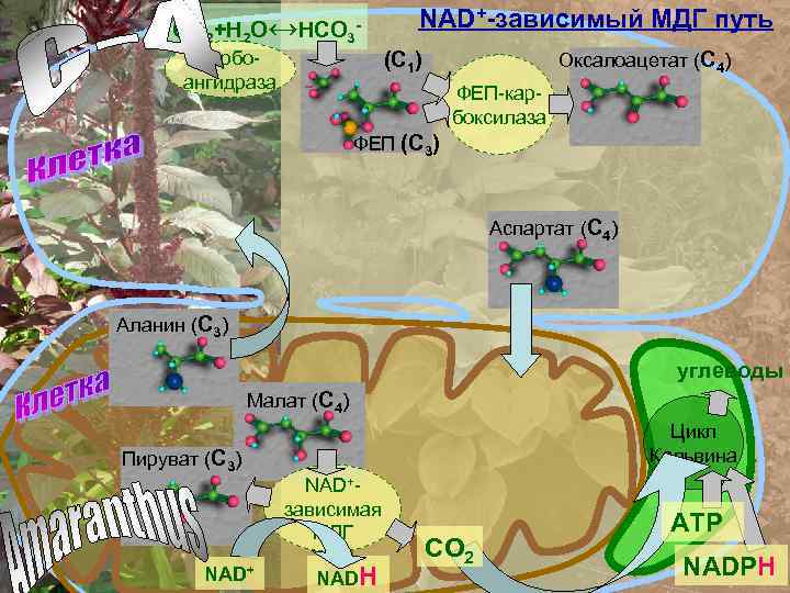 СО 2+Н 2 О↔НСО 3 - NAD+-зависимый МДГ путь (С 1) карбоангидраза Оксалоацетат (С