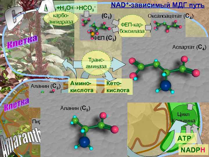 СО 2+Н 2 О↔НСО 3 NAD+-зависимый МДГ путь - (С 1) карбоангидраза Оксалоацетат (С
