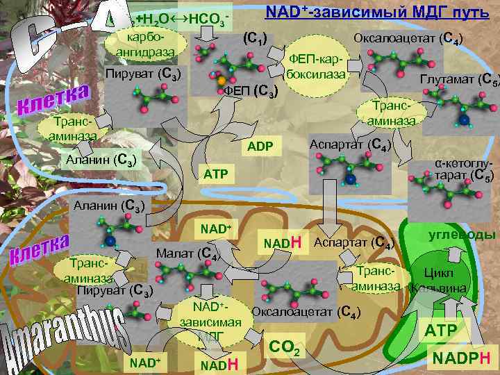 СО 2+Н 2 О↔НСО 3 - NAD+-зависимый МДГ путь (С 1) карбоангидраза Оксалоацетат (С