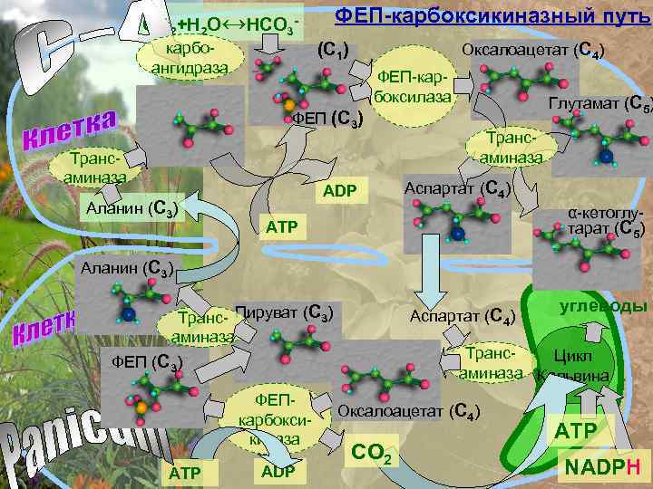 ФЕП-карбоксикиназный путь СО 2+Н 2 О↔НСО 3 - (С 1) карбоангидраза Оксалоацетат (С 4)