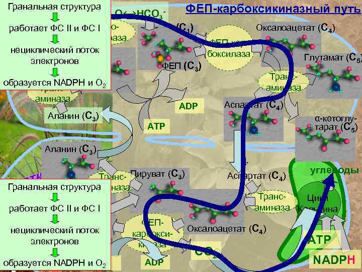 Гранальная структура СО 2+Н 2 О↔НСО 3 C карбоработает ФС II и ФС I