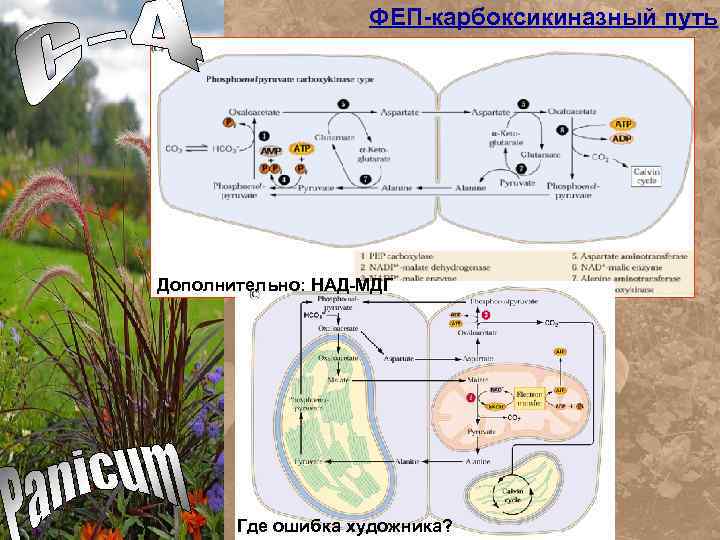 ФЕП-карбоксикиназный путь Дополнительно: НАД-МДГ Где ошибка художника? 