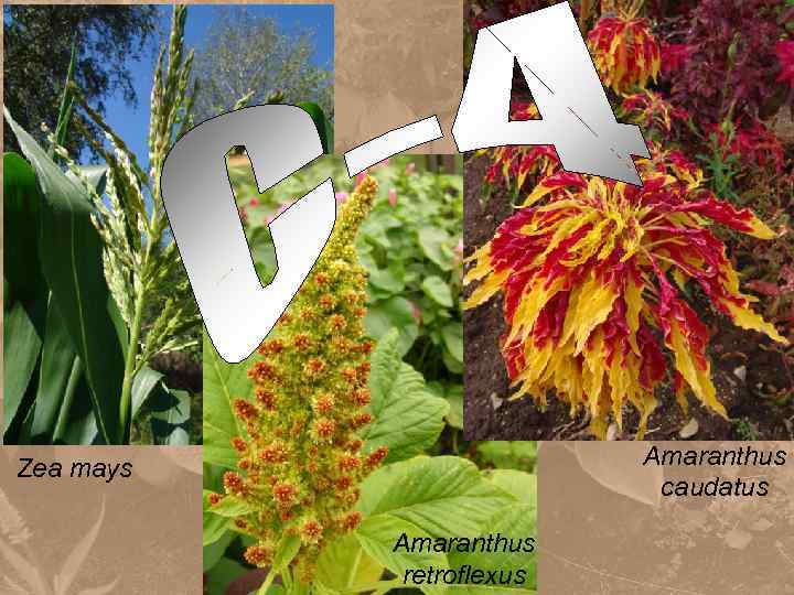 Amaranthus caudatus Zea mays Amaranthus retroflexus 