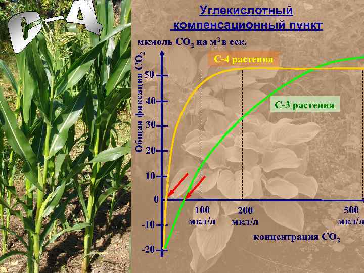 Углекислотный компенсационный пункт Общая фиксация СО 2 мкмоль СО 2 на м 2 в