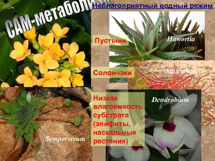 Неблагоприятный водный режим Пустыни Солончаки Sempervivum Hawortia Salicornia Низкая влагоемкость субстрата (эпифиты, наскальные растения)
