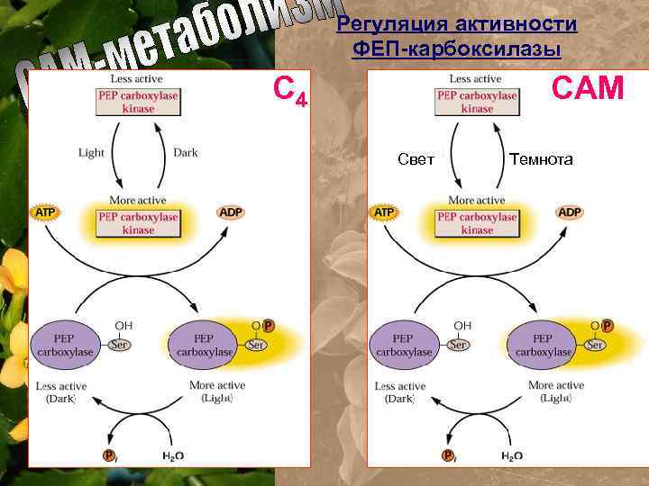 Фотосинтез процессы 4. ФЕП киназа. ФЕП карбоксилаза. Цикл cam фотосинтеза. Дневной ход фотосинтеза.