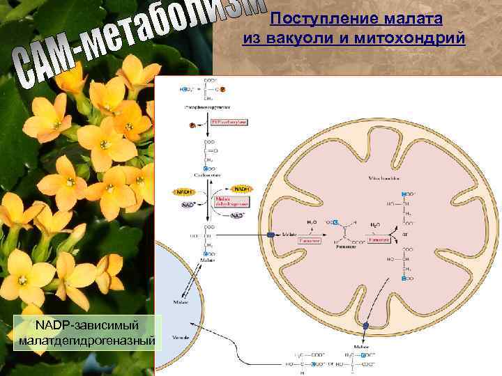 Поступление малата из вакуоли и митохондрий NADP-зависимый малатдегидрогеназный 