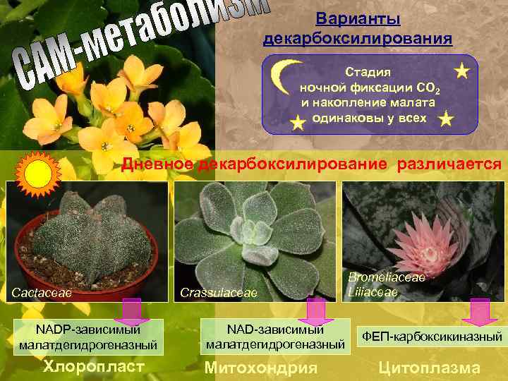 Варианты декарбоксилирования Стадия ночной фиксации СО 2 и накопление малата одинаковы у всех Дневное