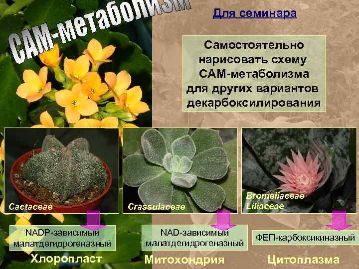 Для семинара Самостоятельно нарисовать схему САМ-метаболизма для других вариантов декарбоксилирования Cactaceae NADP-зависимый малатдегидрогеназный Хлоропласт