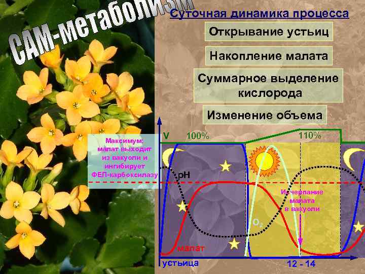 Суточная динамика процесса Открывание устьиц Накопление малата Суммарное выделение кислорода Изменение объема Максимум: малат
