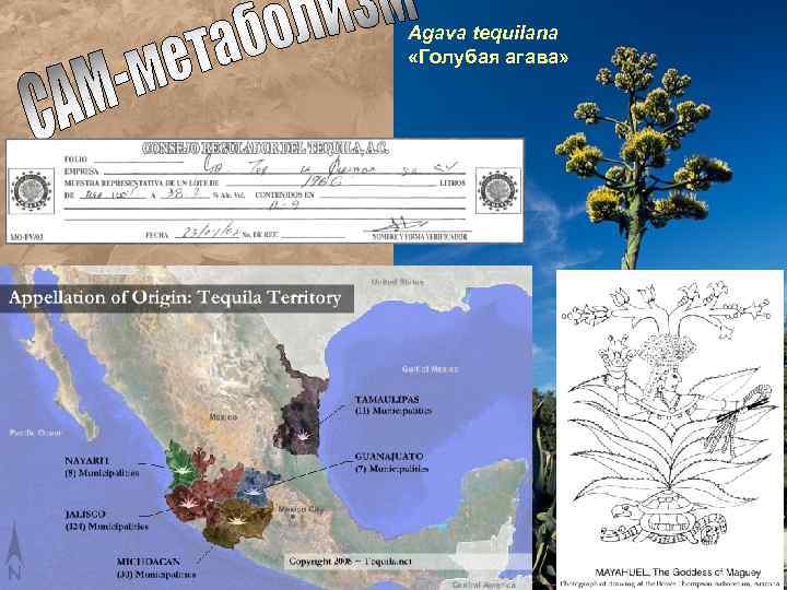 Agava tequilana «Голубая агава» 