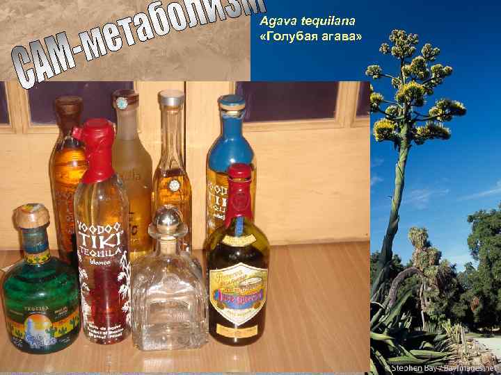 Agava tequilana «Голубая агава» 