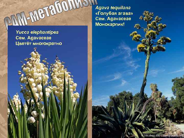 Agava tequilana «Голубая агава» Сем. Agavaceae Монокарпик! Yucca elephantipes Сем. Agavaceae Цветёт многократно 