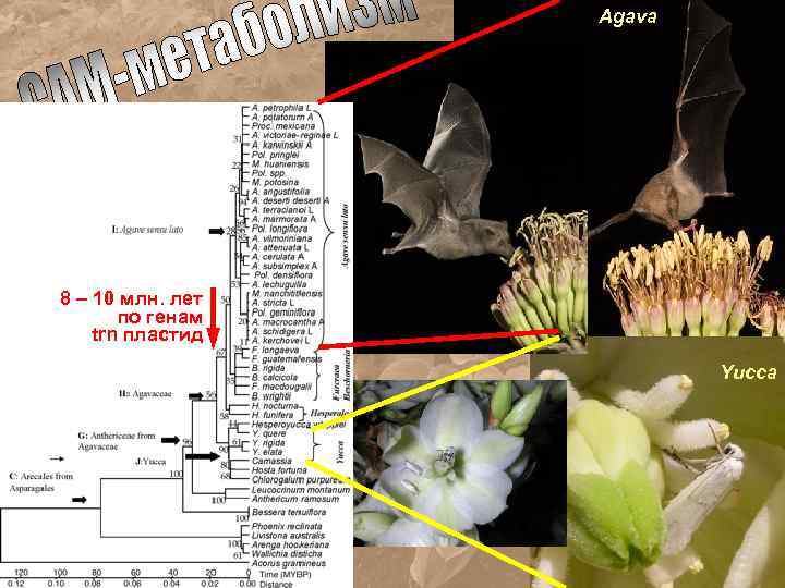 Agava 8 – 10 млн. лет по генам trn пластид Yucca 