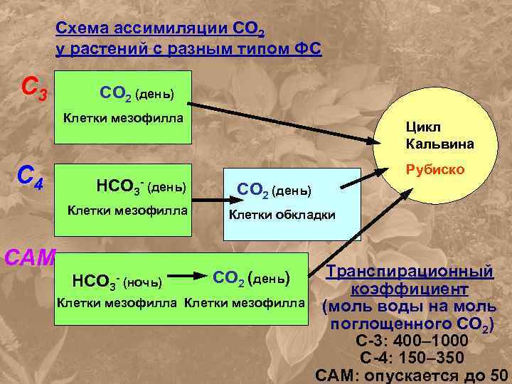 Схема образования со2