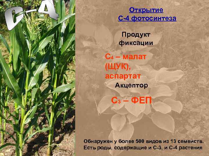 Открытие C-4 фотосинтеза Продукт фиксации С 4 – малат (ЩУК), аспартат Акцептор С 3