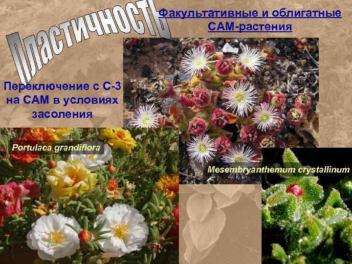 Факультативные и облигатные САМ-растения Переключение с С-3 на САМ в условиях засоления Portulaca grandiflora
