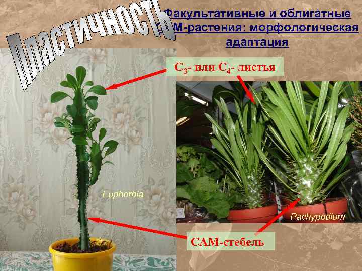 Программа для определения вида растений по фотографии