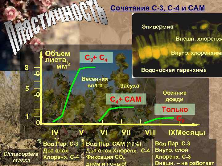 Сочетание С-3, С-4 и САМ Эпидермис Внешн. хлоренхи 8 5 1 0 Объем листа,