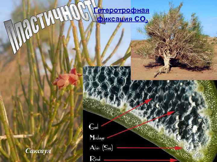 Гетеротрофная фиксация СО 2 Саксаул 
