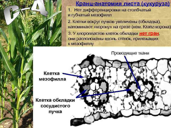 Кранц-анатомия листа (кукуруза) 1. Нет дифференцировки на столбчатый и губчатый мезофилл 2. Клетки вокруг