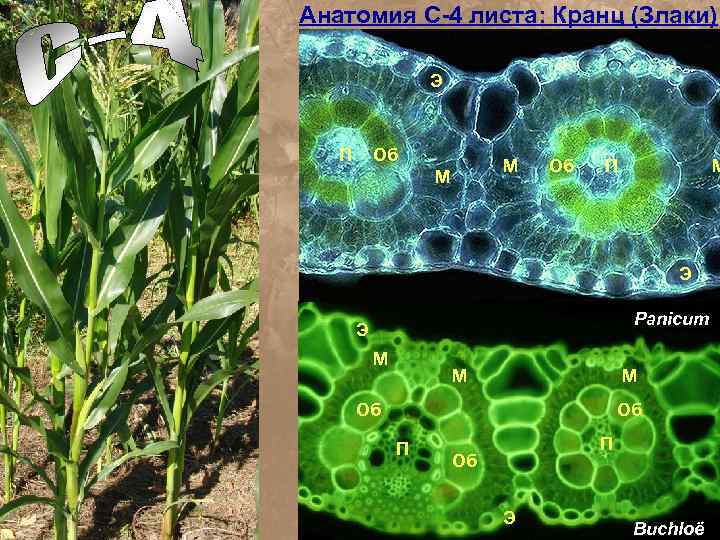 Ткань устьица листа. С4 фотосинтез растения. Лист с3 фотосинтез. Кранц анатомия с4 растений. Лист с4 растений.