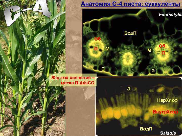 Анатомия С-4 листа: суккуленты Fimbistylis Вод. П Oб П M Oб M Э П
