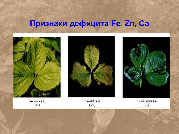 Р признаки. Недостаток азота на клубнике. Дефицит магния на клубнике. Нехватка микроэлементов у клубники. Нехватка микроэлементов у клубники по листьям.