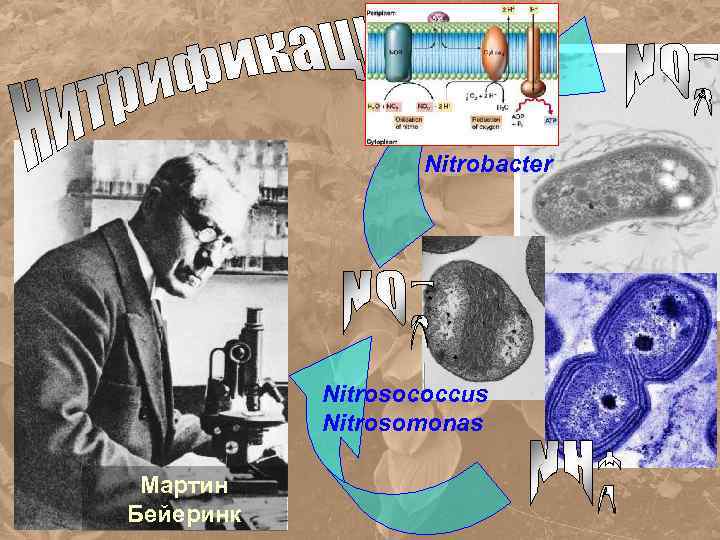 Nitrobacter Nitrosococcus Nitrosomonas Мартин Бейеринк 