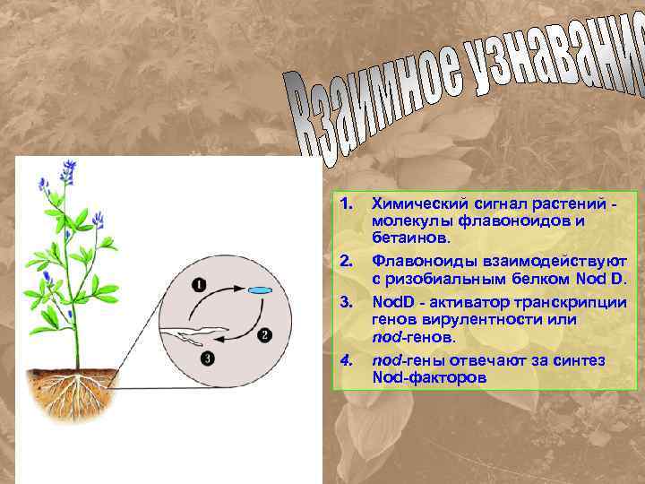 1. 2. 3. 4. Химический сигнал растений молекулы флавоноидов и бетаинов. Флавоноиды взаимодействуют с