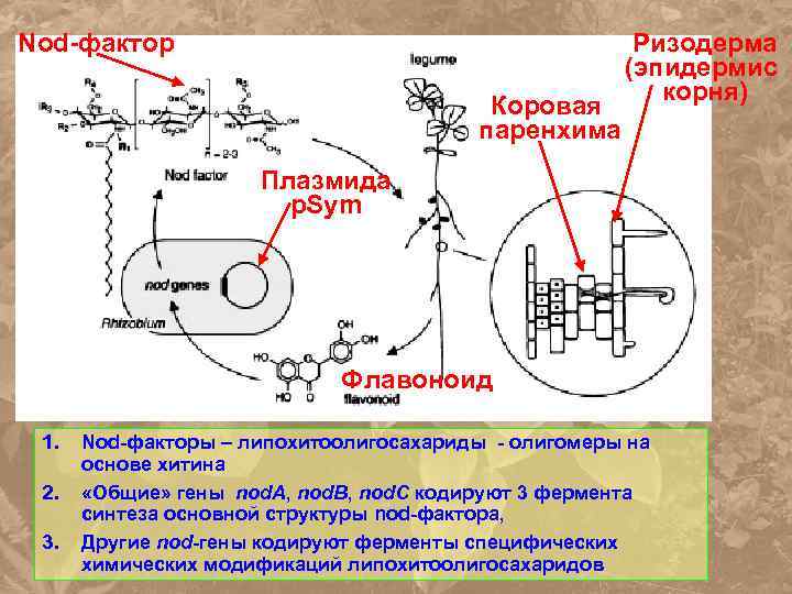 Nod-фактор Коровая паренхима Ризодерма (эпидермис корня) Плазмида p. Sym Флавоноид 1. 2. 3. Nod-факторы