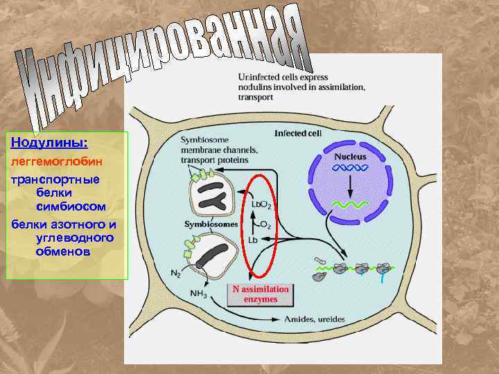 Нодулины: леггемоглобин транспортные белки симбиосом белки азотного и углеводного обменов 