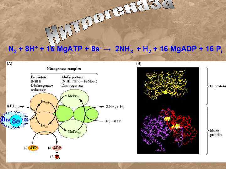 N 2 + 8 H+ + 16 Mg. ATP + 8 e- → 2